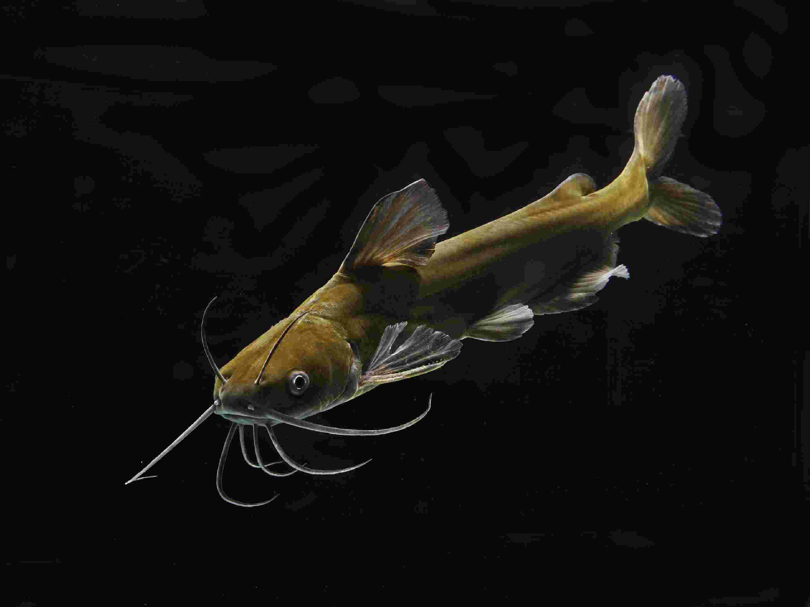  p>长须黄颡鱼(学名: a> i>pelteobagrus eupogon /i> /a>)属鲇形目鲿