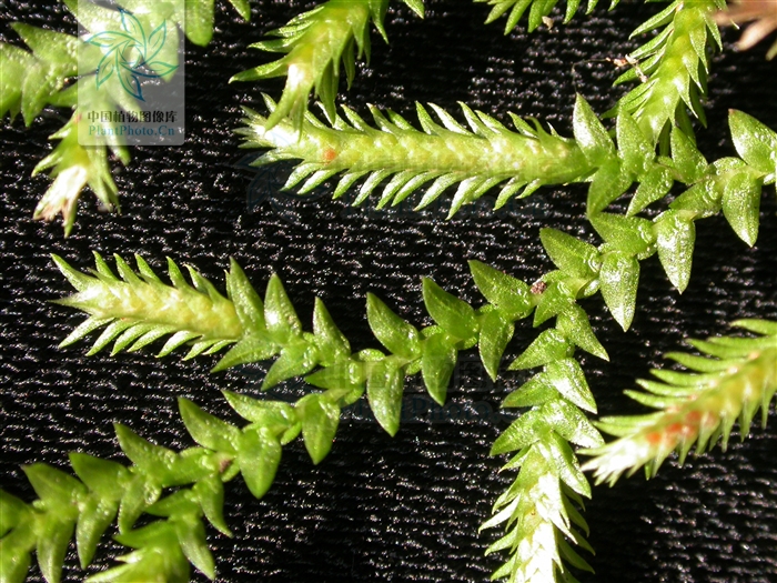  p>疏叶卷柏为卷柏科植物,茎匍匐,长约30cm.