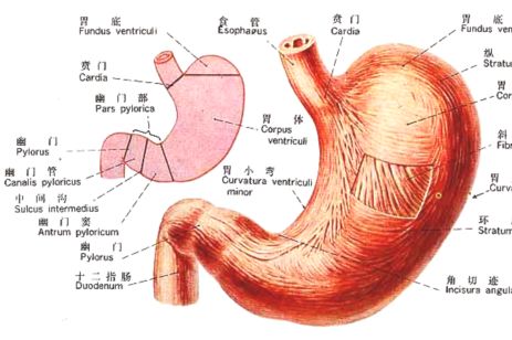 胃的形态分布图片