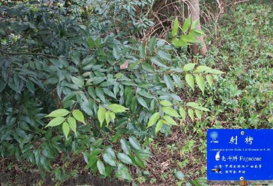刺栲孟连家系02号_百度百科