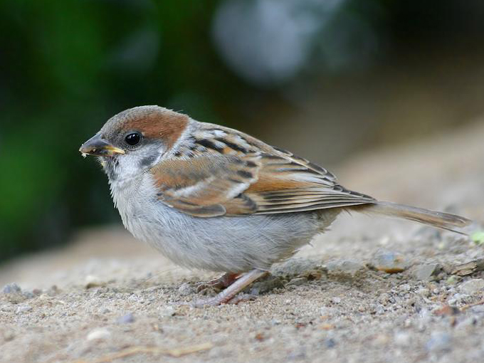 树麻雀北京亚种