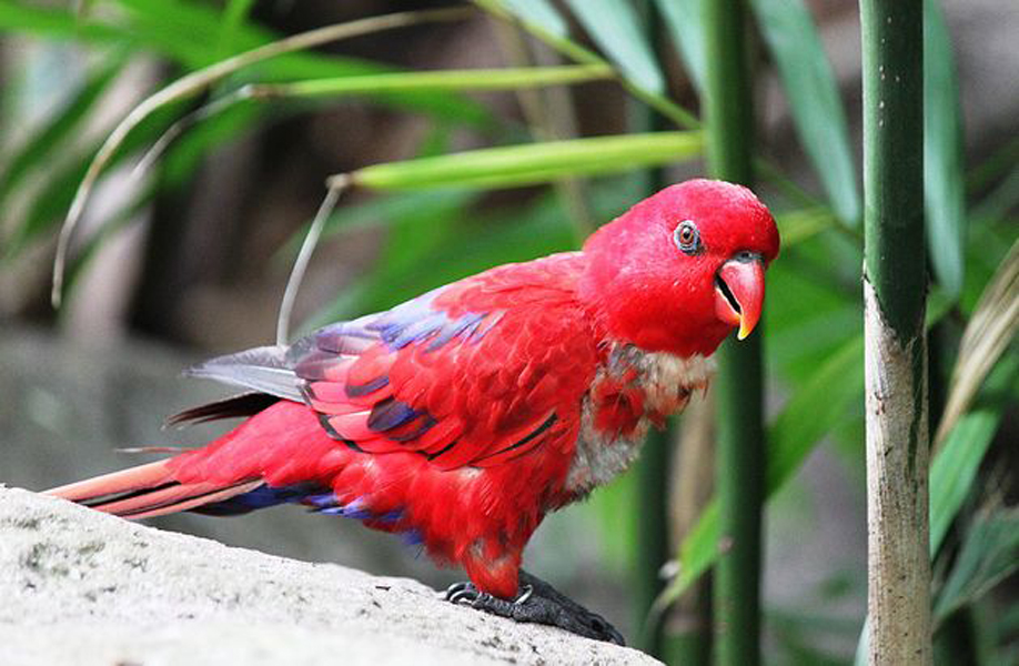  p>红色吸蜜鹦鹉(学名:eos bornea)有2 个亚种,羽色鲜艳,头部和颈部