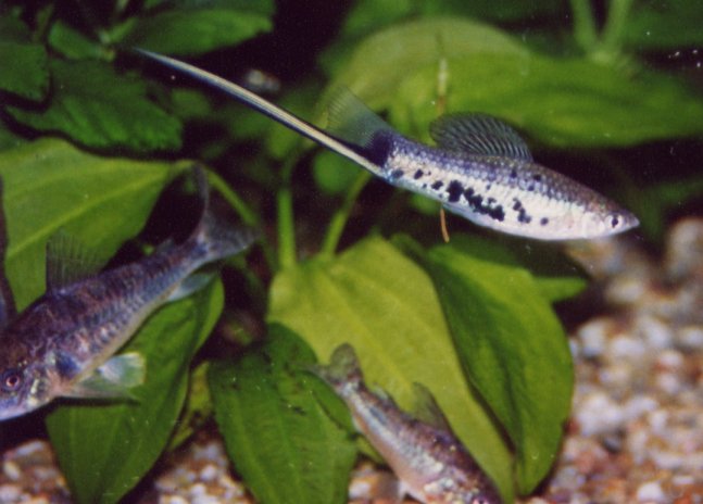 剑尾鱼 全网资源