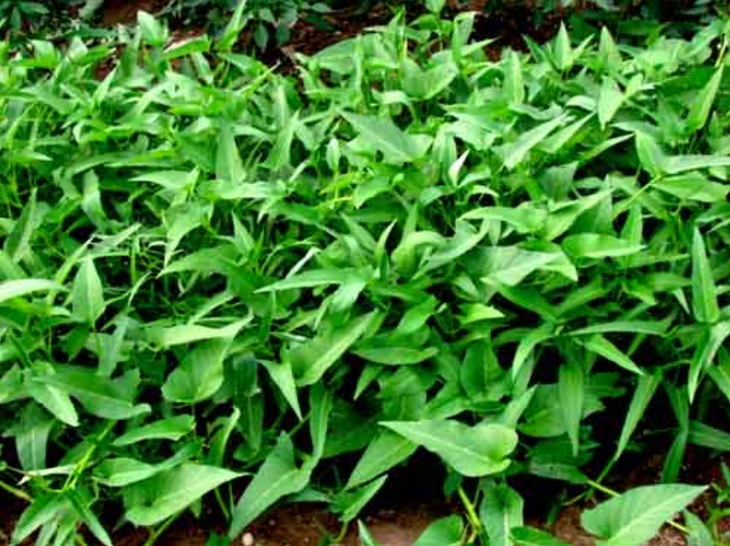  p>绿叶菜是一类主要以鲜嫩的绿叶,叶柄和嫩茎为产品的 a target="