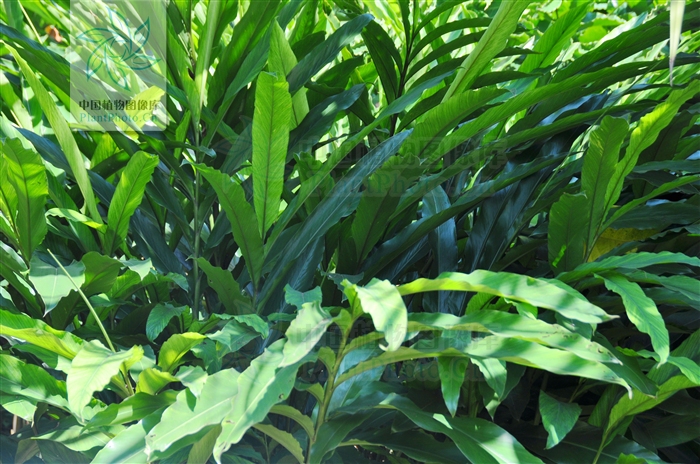  p>升振山姜是 a target="_blank" href="/ite