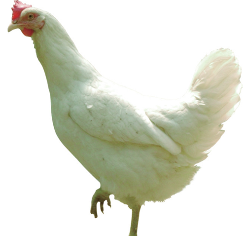 分布在全国20多个省区,是蛋鸡中覆盖率较高的品种,具有适应性强,耗料