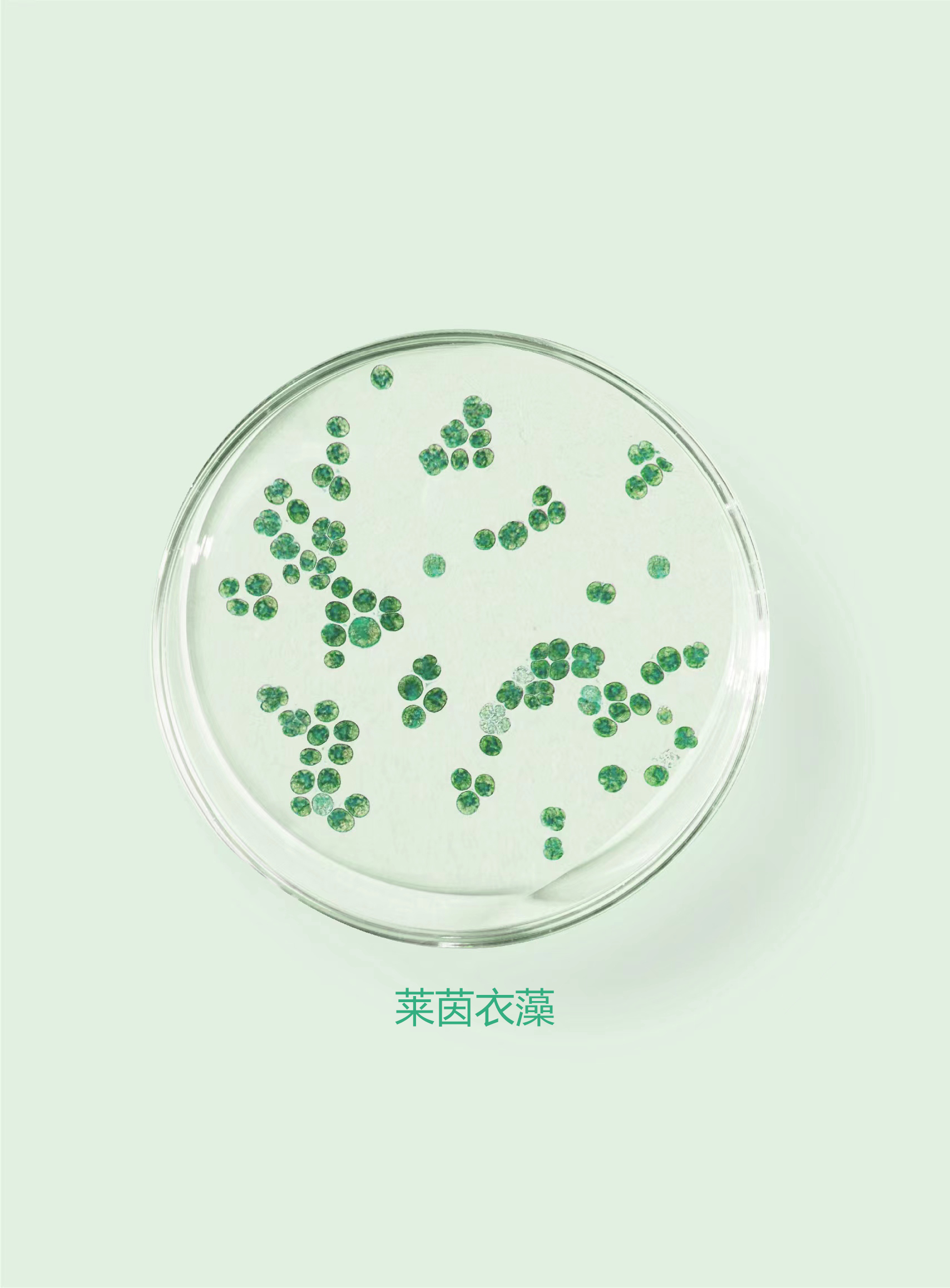 reinhardtii ,又称"莱氏衣藻","莱哈衣藻",简称"衣藻")是山西透云生物