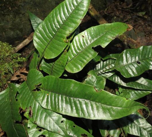  p>盾蕨(学名: i>neolepisorus ovatus /i> (bedd.