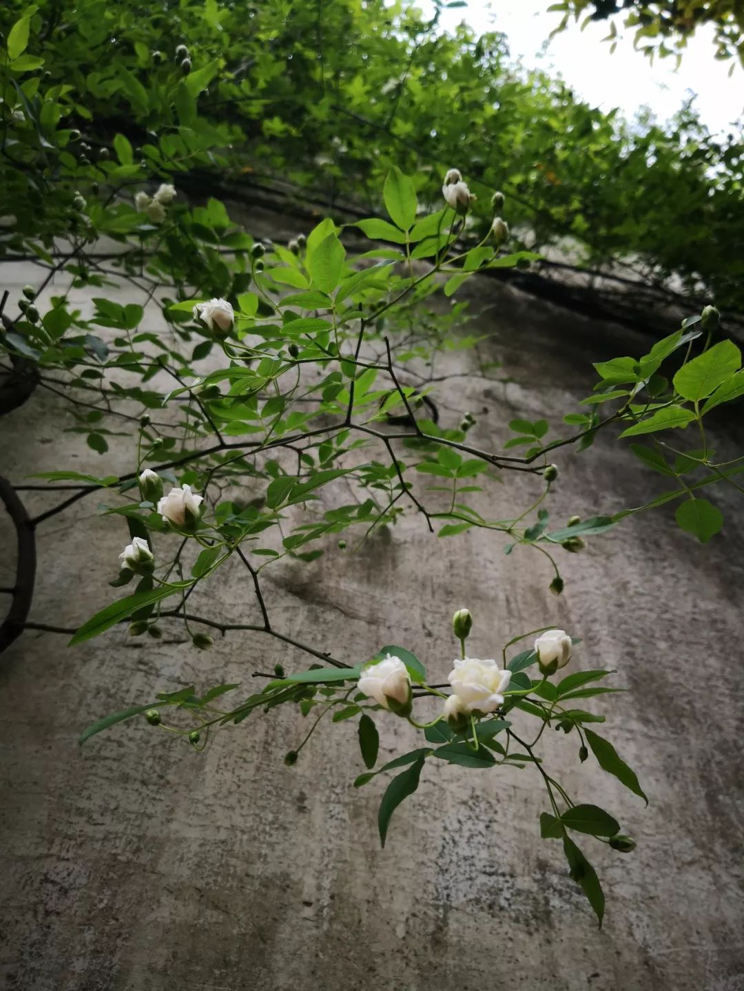暮春三月，江南草长，杂花生树，群莺乱飞_百科TA说