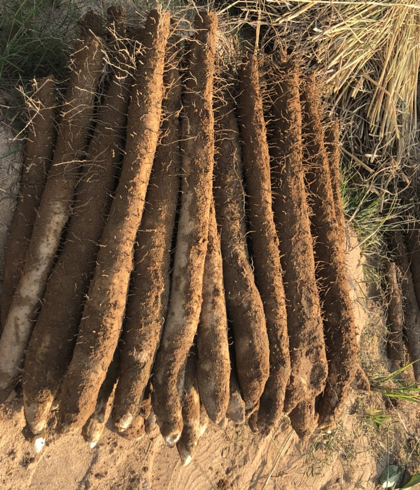  p data-id="txt0cz9z4qou">淮山药,薯蓣科薯蓣属多年生缠绕草本植物