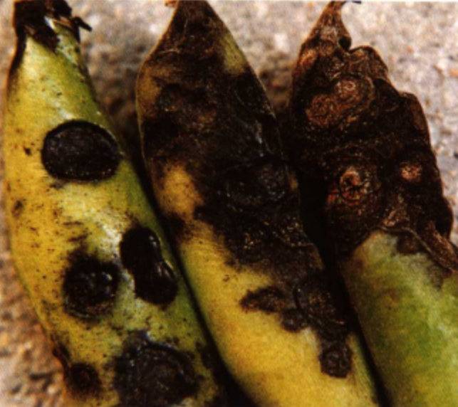 蚕豆炭疽病