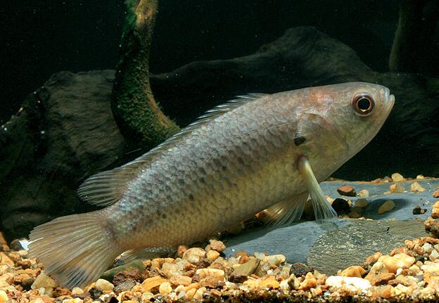  p>攀鲈(学名: i>anabas testudineus /i>)是攀鲈科,攀鲈属小型亚洲