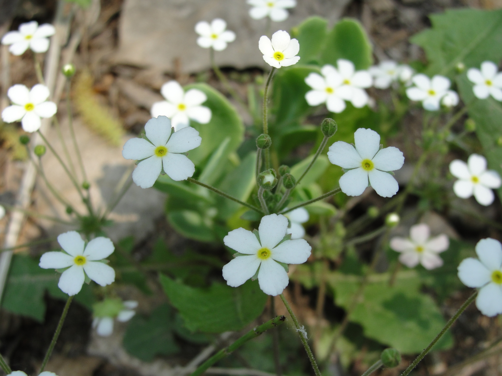 是报春花科,点地梅属一年生或二年生草本植物.