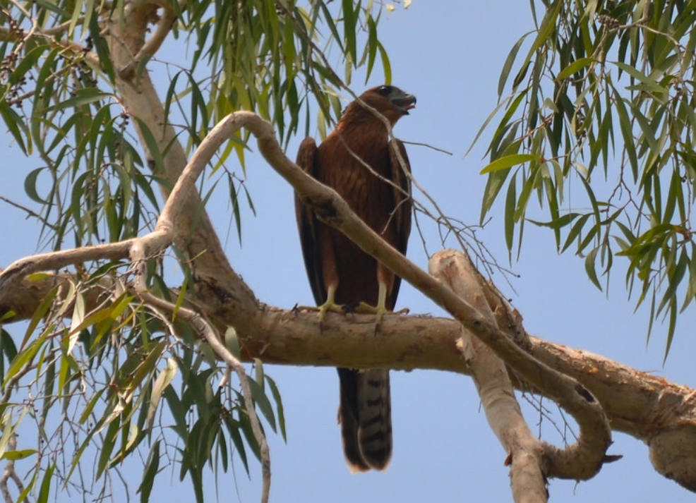  p>赤鹰(学名: i>erythrotriorchis radiatus /i>):为鹰科,赤鹰属的一