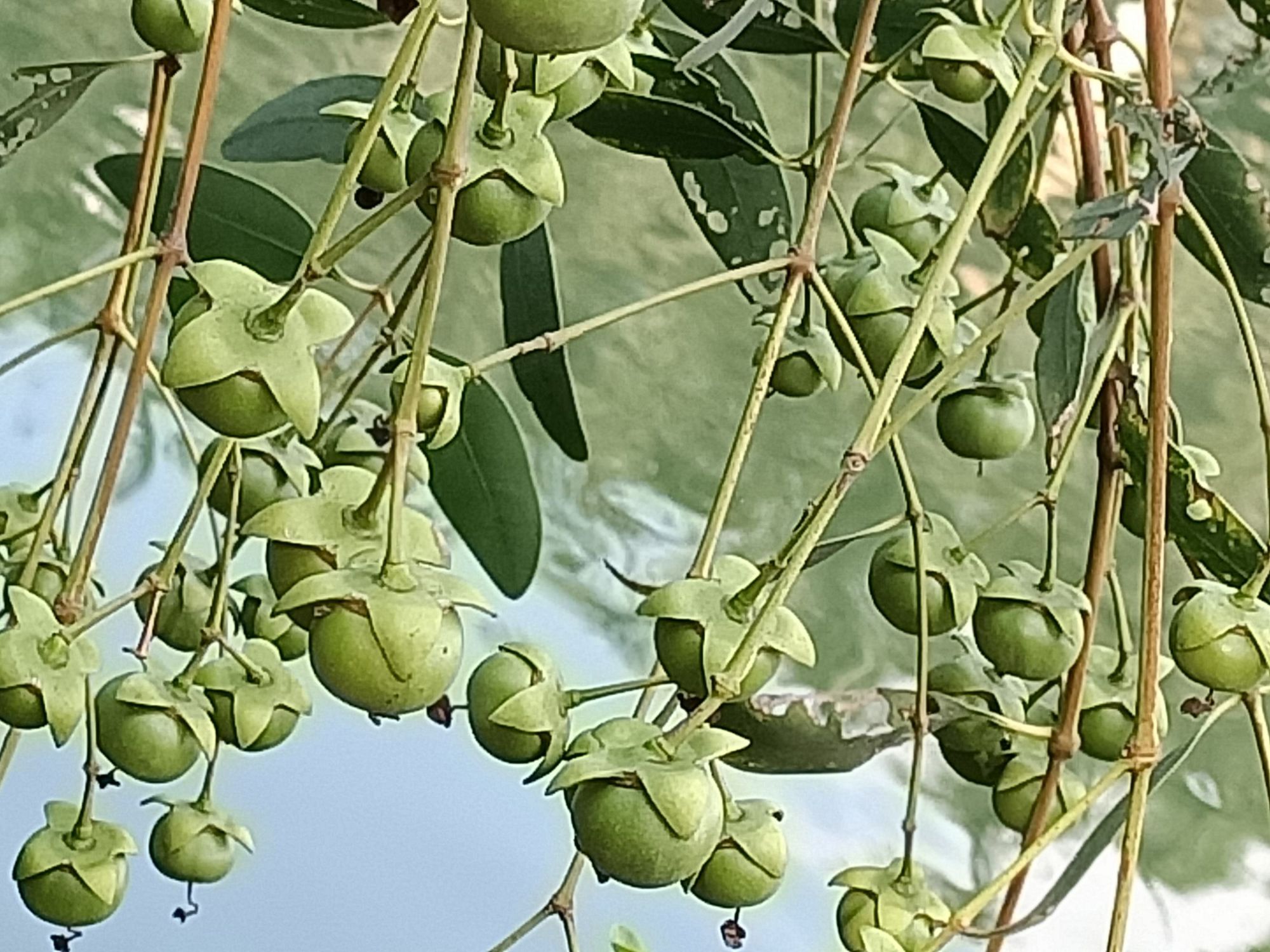 是千屈菜科,海桑属乔木,高可达20米,树干圆柱形,有笋状呼吸根伸出