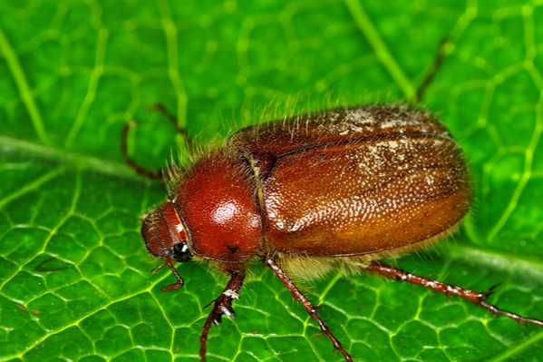 细叶榕华脊鳃金龟
