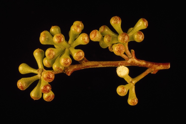  p>威利斯桉(学名: i>eucalyptus willisii /i> ladiges, humphries &