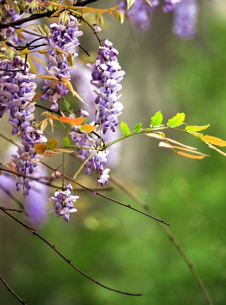  p data-id="txtxykh5stia">紫藤( i>wisteria sinensis /i> (sims)