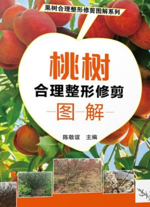 桃树合理整形修剪图解