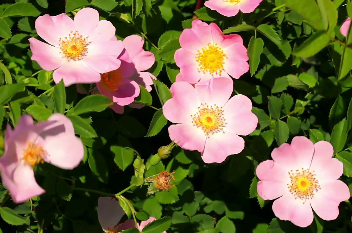 薰衣草之梦蔷薇