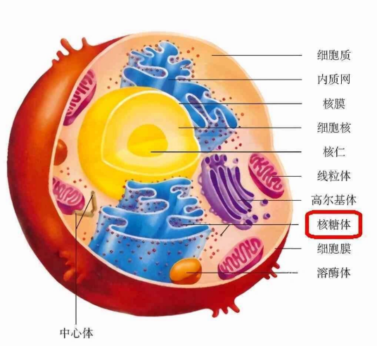  细胞质基质_百度百科 Motiv 