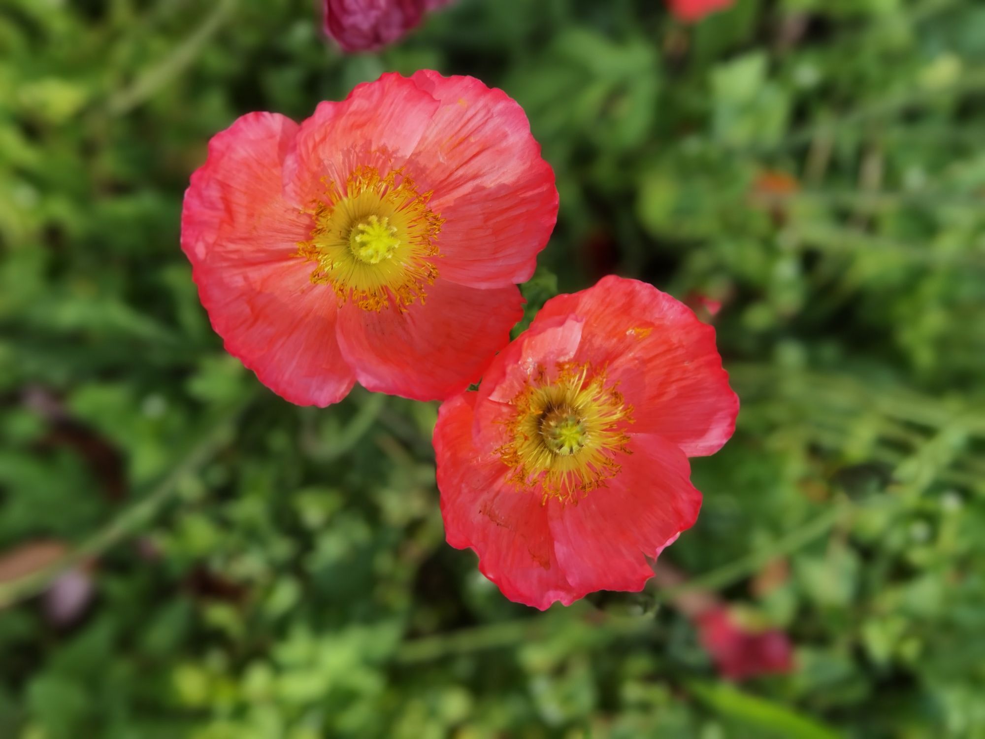 m.tison & galasso)是罂粟科,高山罂粟属多年生草本植物.