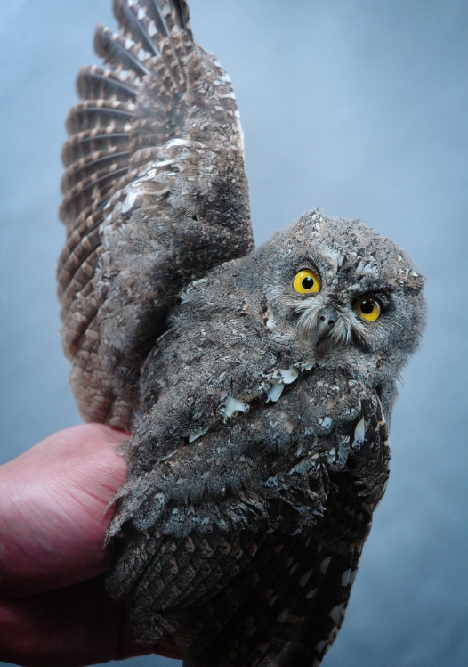  p>北领角鸮(学名: i>otus semitorques /i>):是鸱鸮科,角鸮属的