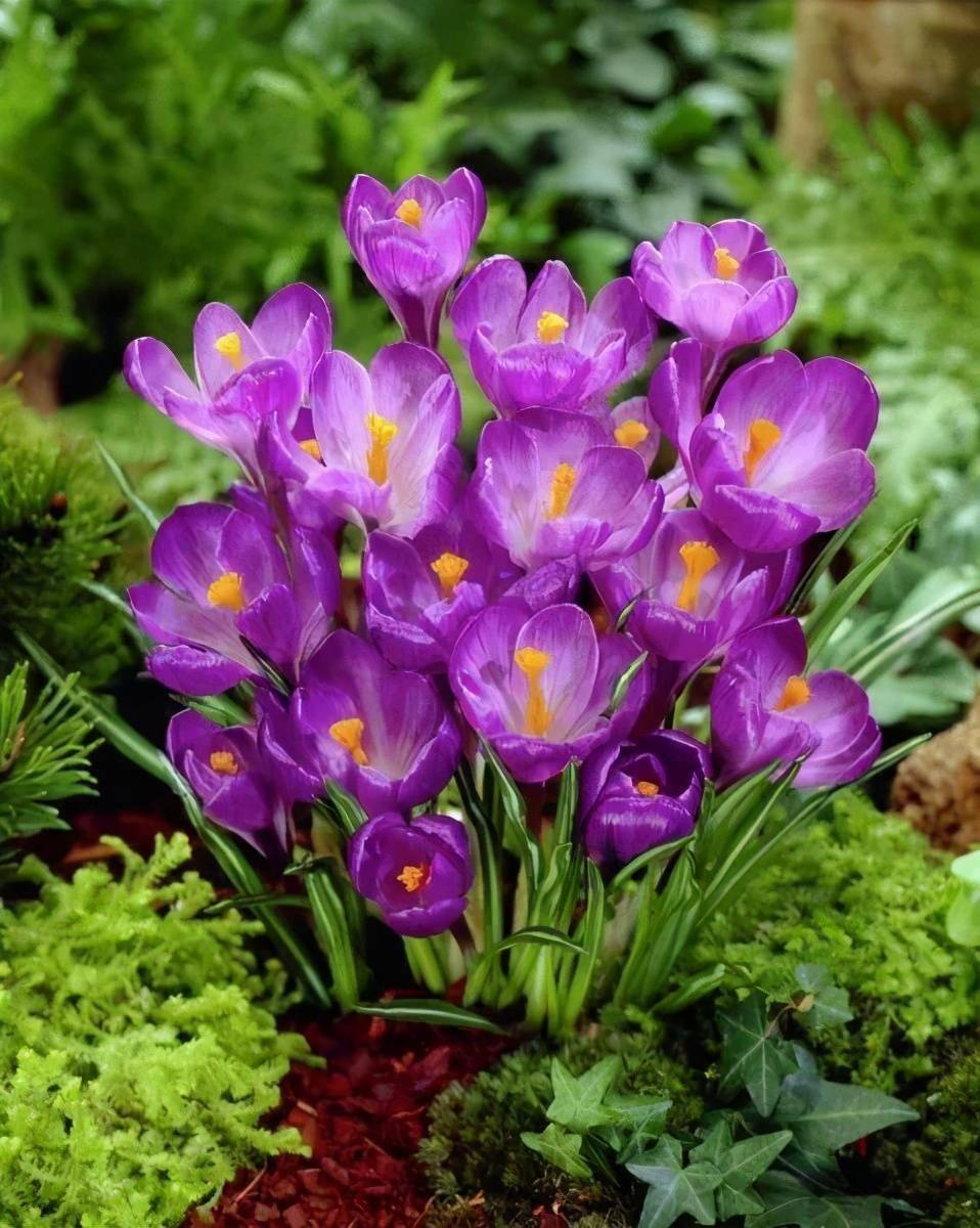  p data-id="txtpjl0wa3ey">番红花( i>crocus sativus /i> l.