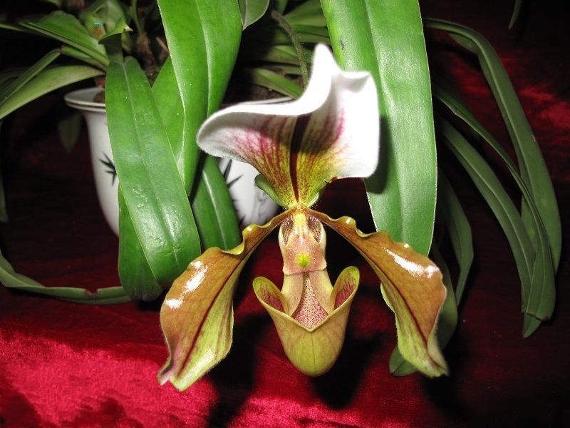  p>美丽兜兰(学名: i>paphiopedilum  /i>meili)是兰科,兜兰属 a