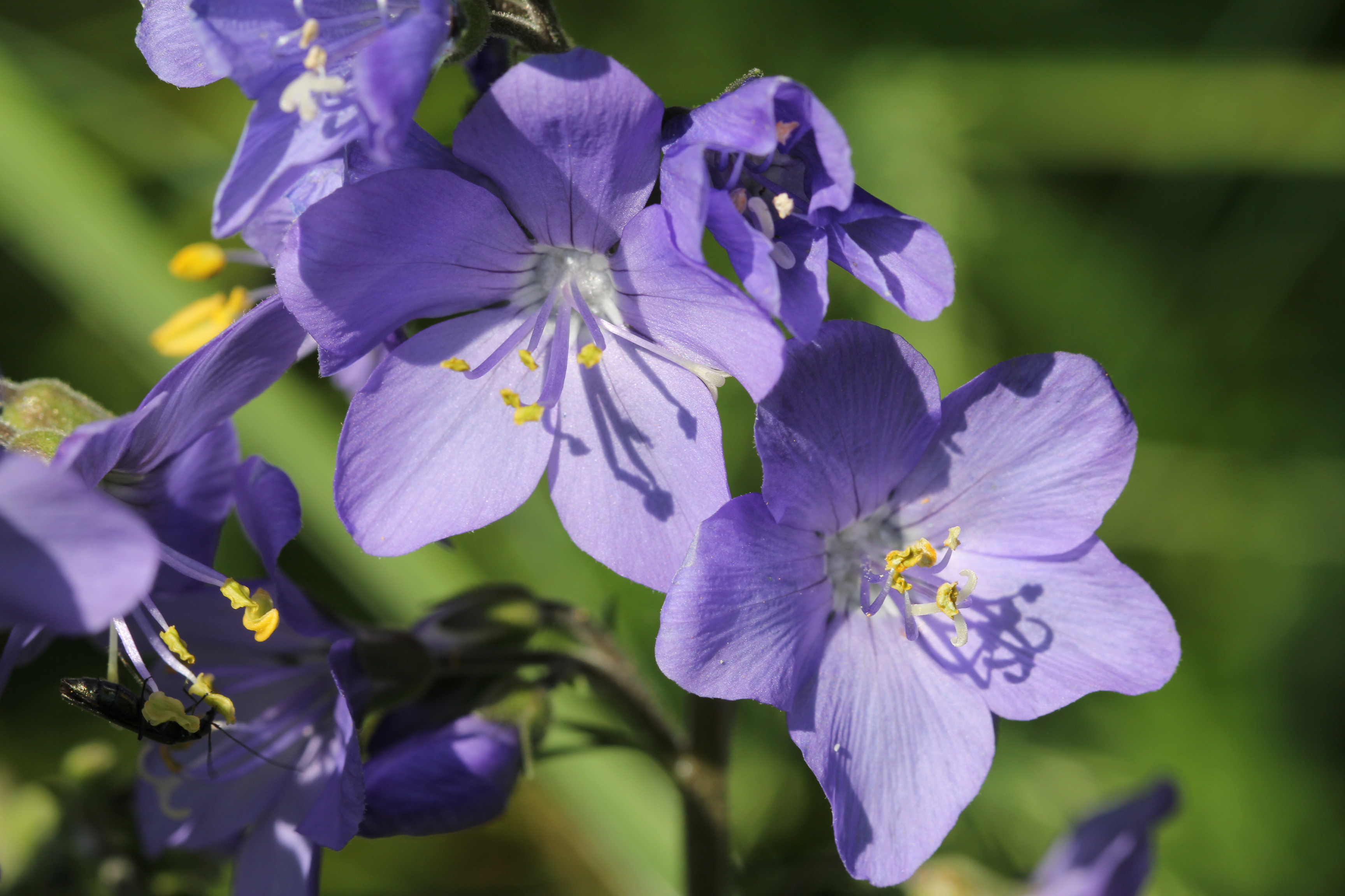 是花荵科,花荵属多年生 a target="_blank" hr