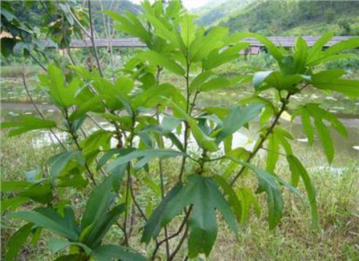 粗叶榕，功效卓著，营养非凡，是煲汤的好手_百科TA说