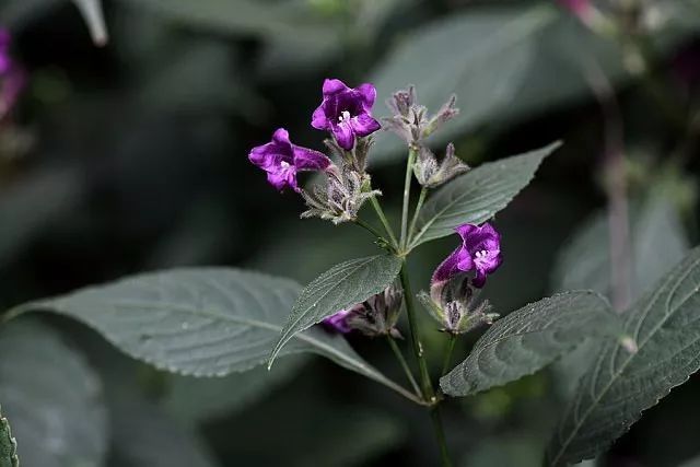  p data-id="tyuqatughpyo">偏花马蓝(学名: 