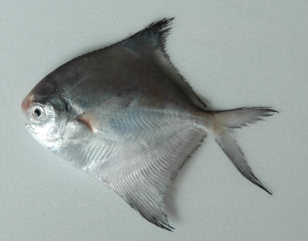 cinereus /i>)是 a target="_blank" href="/item/鲳科/7497727"