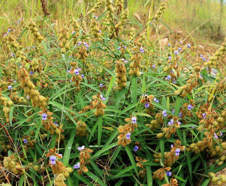 p>紫花野百合(学名: i>crotalaria sessiliflora /i> l.