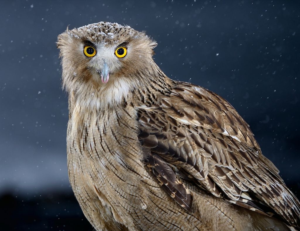 毛腿渔鸮东北亚种