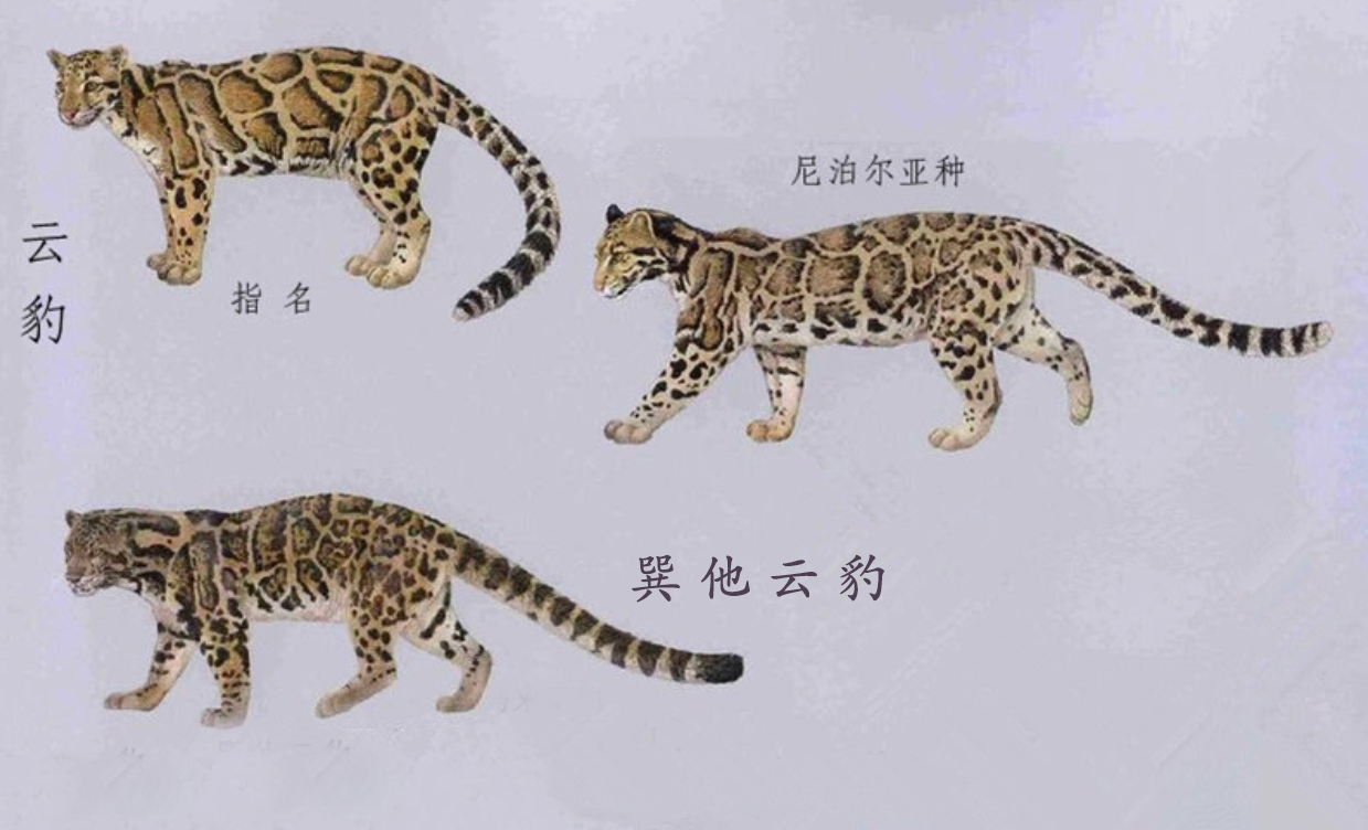  p>巽他云豹(学名: i>neofelis diardi /i>):是猫科,云豹属动物.