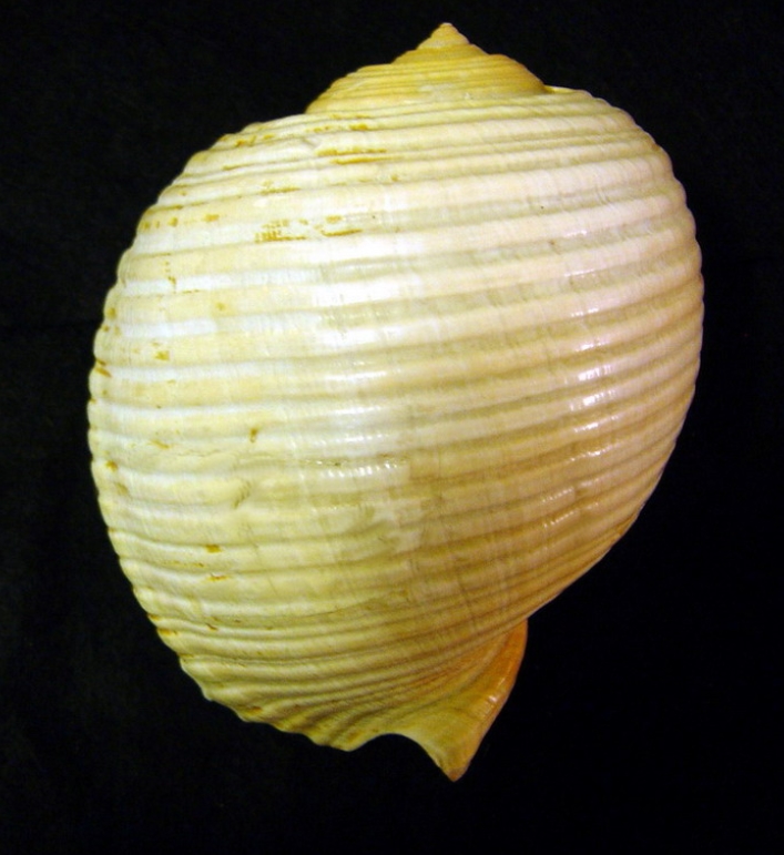  p>栗色鹑螺(学名: i>tonna galea /i>):是玉黍螺目,鹑螺科,鹑螺属的