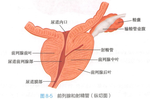 <p>前列腺和射精管（纵切面）