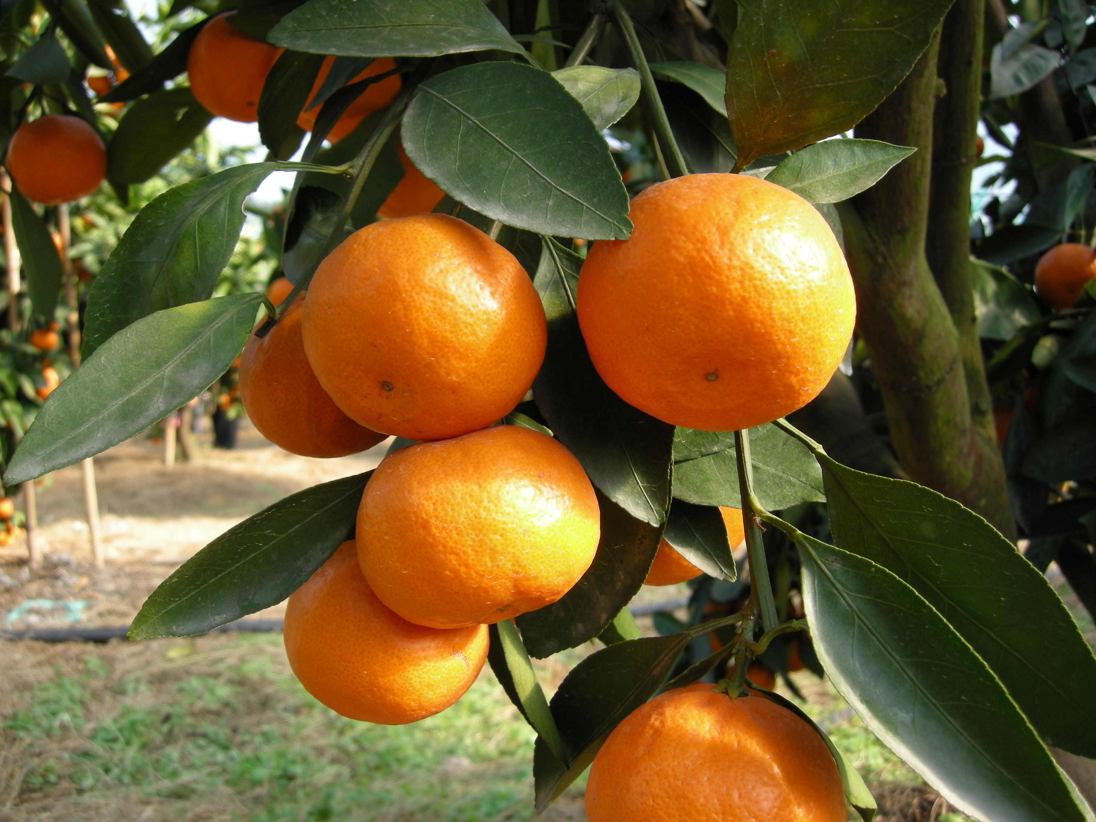  p>临海蜜桔,浙江省台州市 a target="_blank" href="/item/临海市