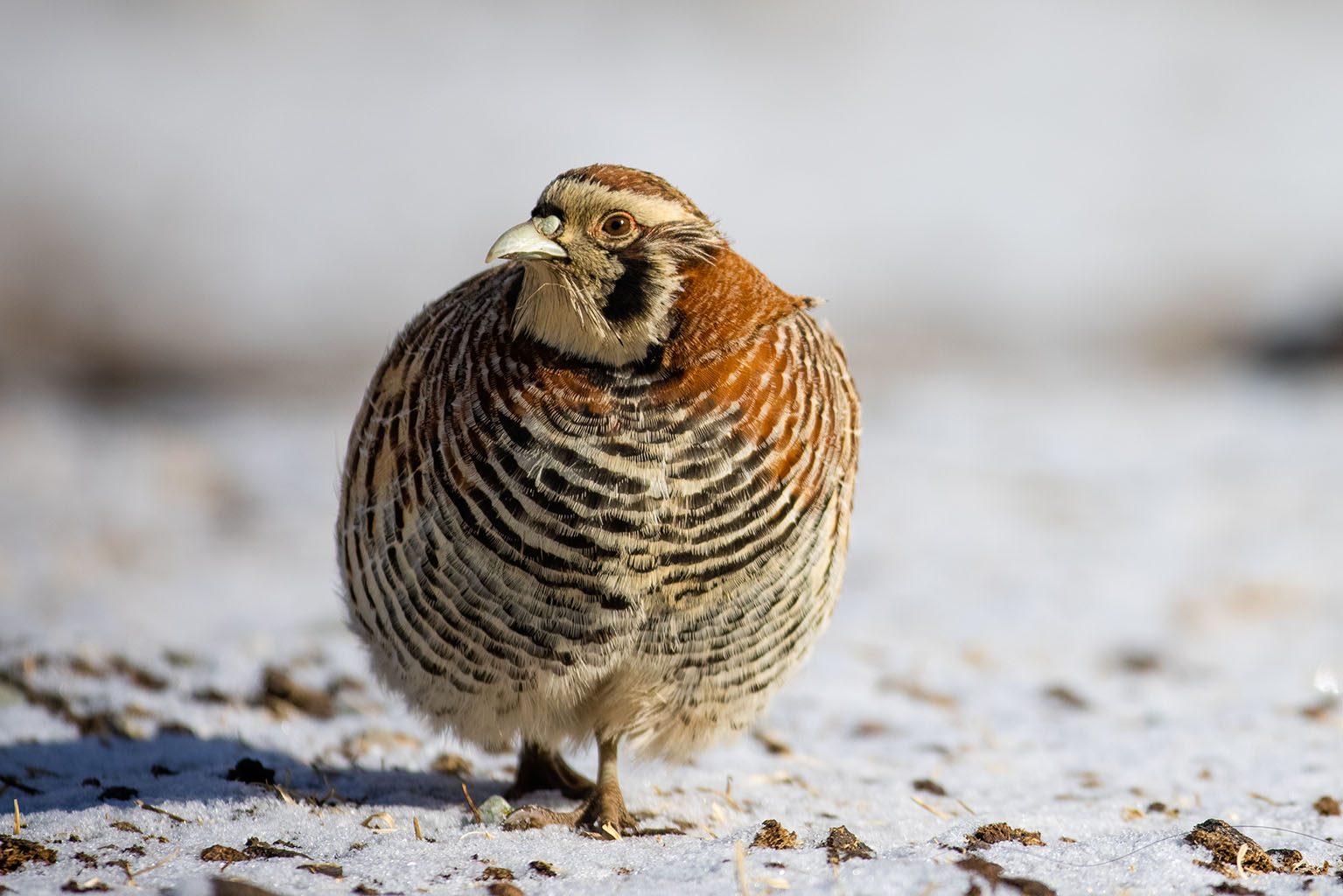 祁连山国家公园