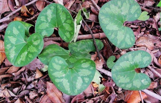 杜衡（马兜铃科细辛属植物）_百度百科
