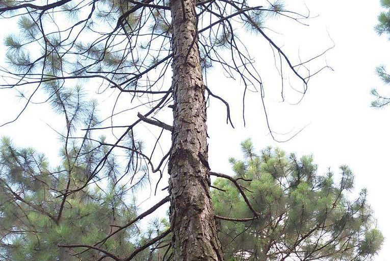 加勒比松粤优119号