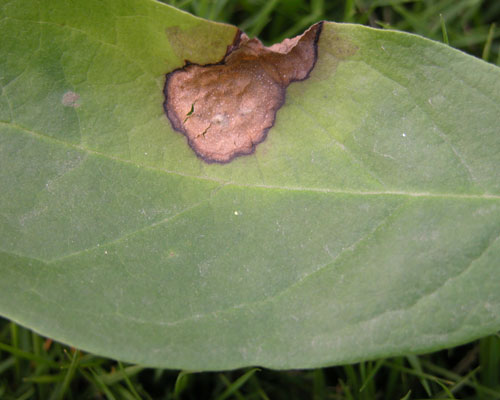 目,木兰科植物—— a target="_blank" href="/item/白兰/7794389"