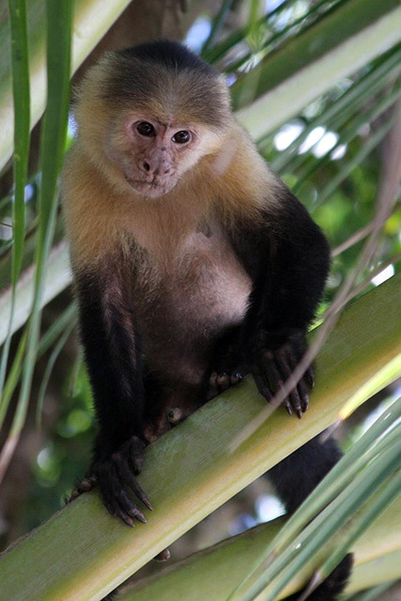  p>卡波里卷尾猴(学名: i>cebus kaapori /i>):是卷尾猴科,卷尾猴属的