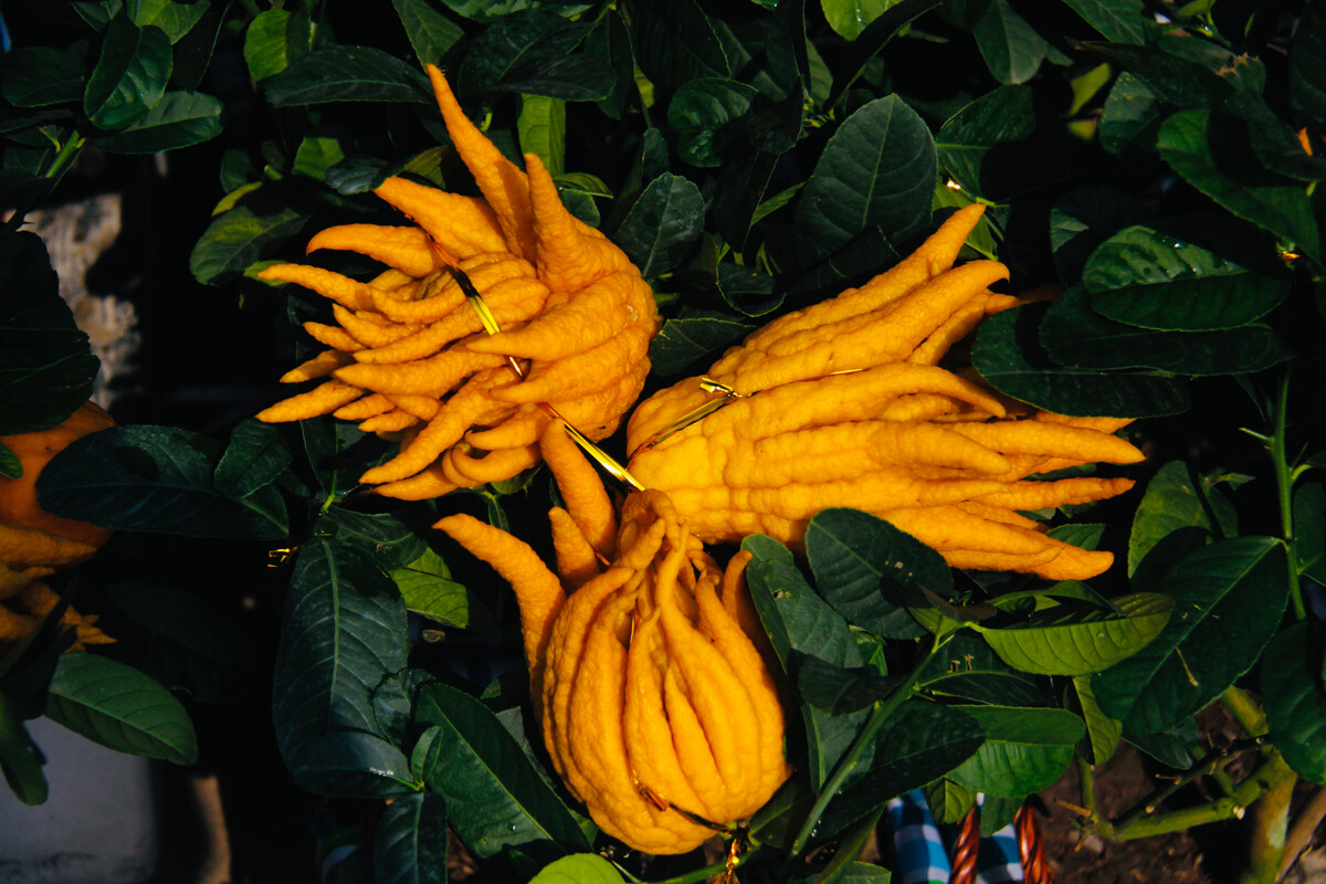  p data-id="gnx8egze4w">佛手一种辣椒名称,它是第一代杂交种,它在 a