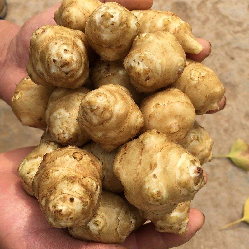  p data-id="gnwiifjqb1">姜不辣,植物名,属 a target="_blank" href=