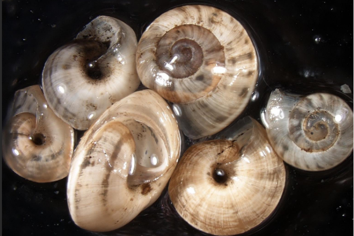 凸板坚螺的贝壳大,右旋,壳质坚硬,近似于球形