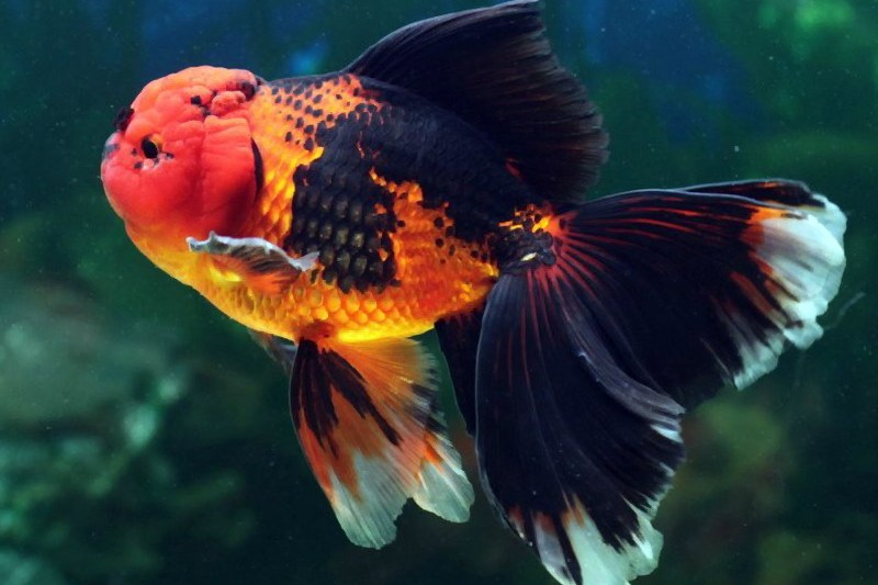 朱砂眼寿星头金鱼