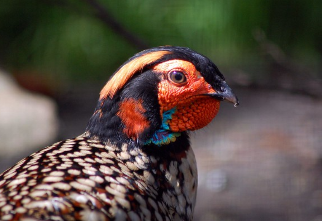  p>黄腹角雉(学名: i>tragopan caboti /i>):是鸟纲,雉科中国特产的一