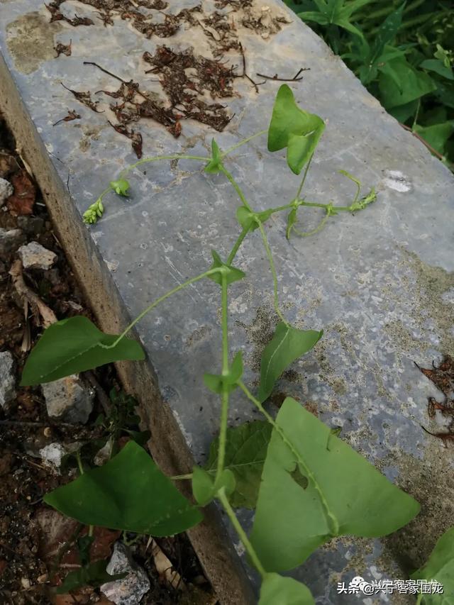 兴宁野生植物调查笔记二 百科ta说